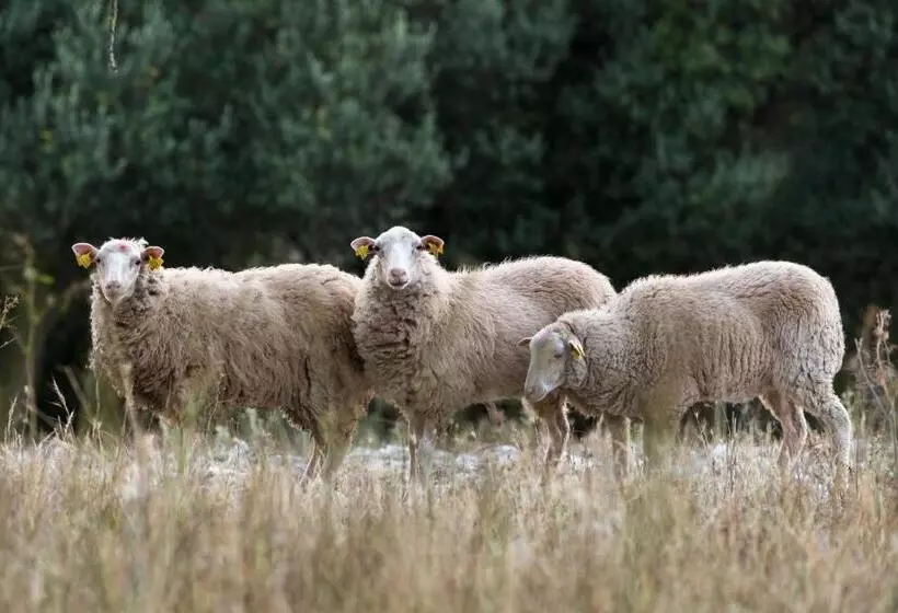 호텔 Monnaber Vell