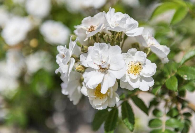 فندق Monnaber Vell