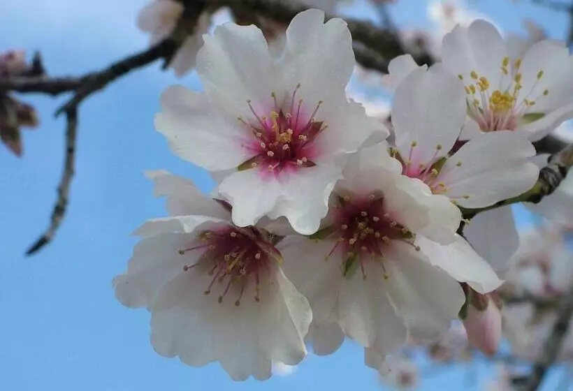 호텔 Monnaber Vell