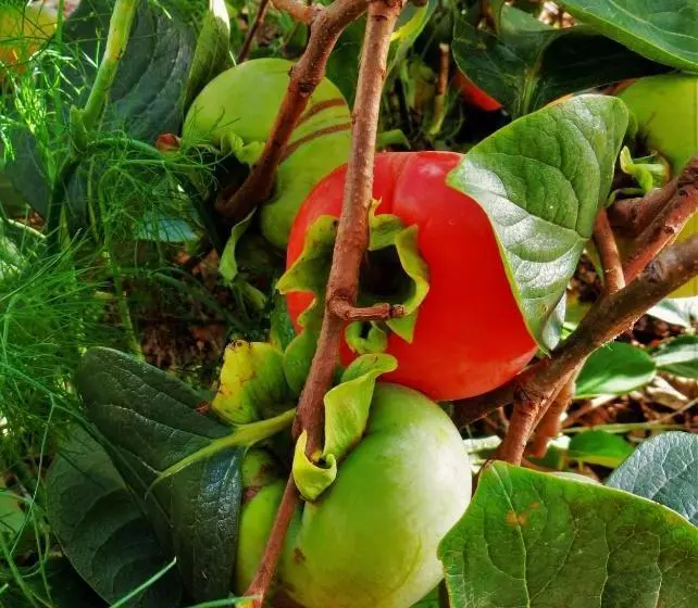 Отель Quinta Do Cabouco