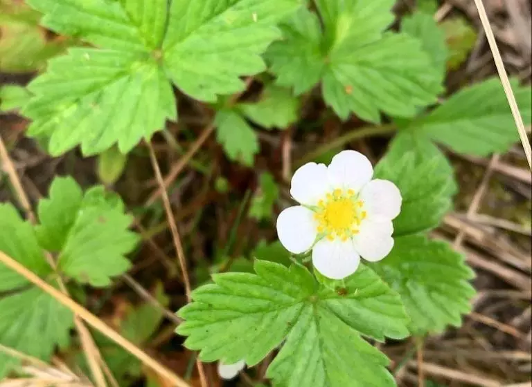 Hotelli Nature Shelter