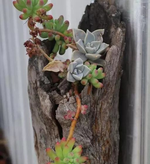 ペンション Pousada Vitrine