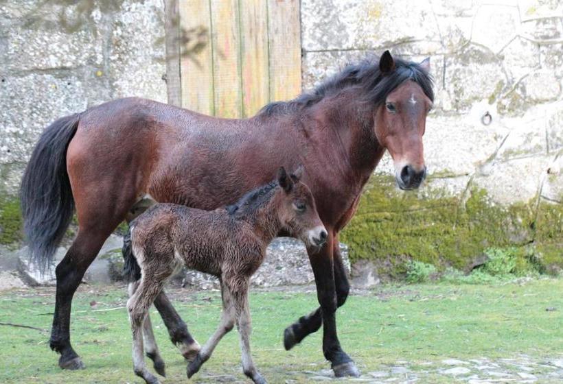 酒店 Casa De Requeixo