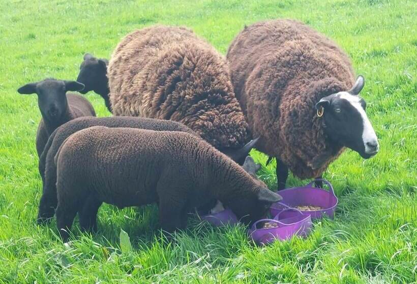 Luxury Family Beechwood Lodge With Hot Tub