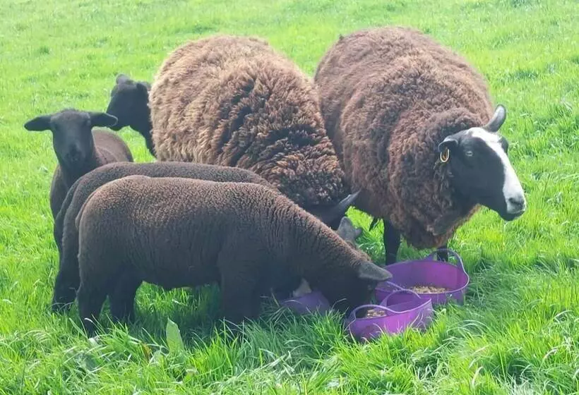 Luxury Family Beechwood Lodge With Hot Tub