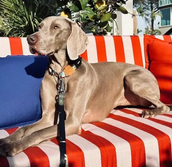 فندق Marittimo Milano Marittima