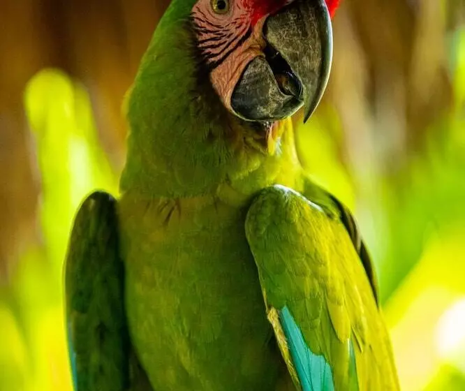 هتل Villa Mercedes Palenque