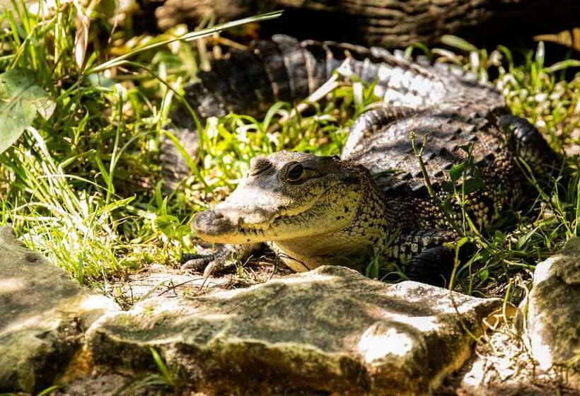 호텔 Villa Mercedes Palenque