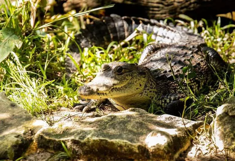 هتل Villa Mercedes Palenque