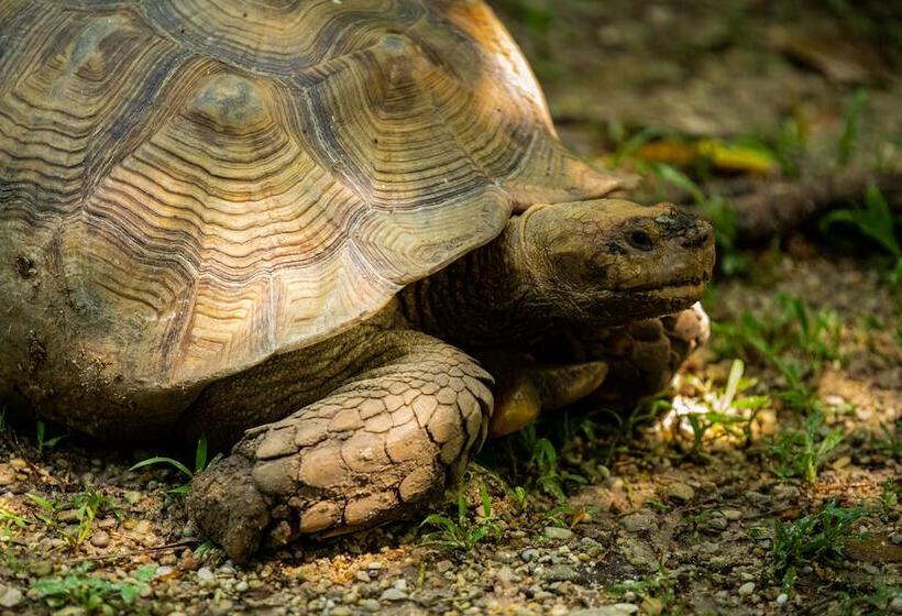 호텔 Villa Mercedes Palenque