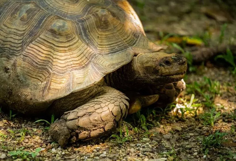 هتل Villa Mercedes Palenque