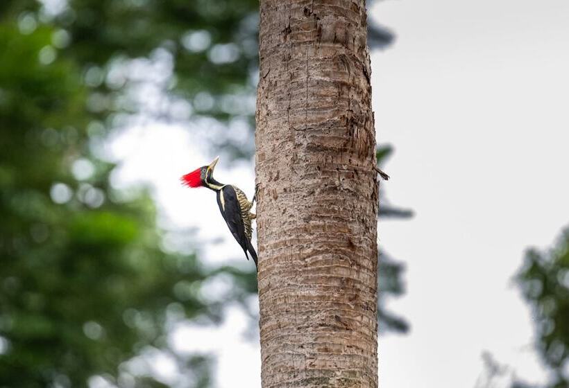 호텔 Villa Mercedes Palenque