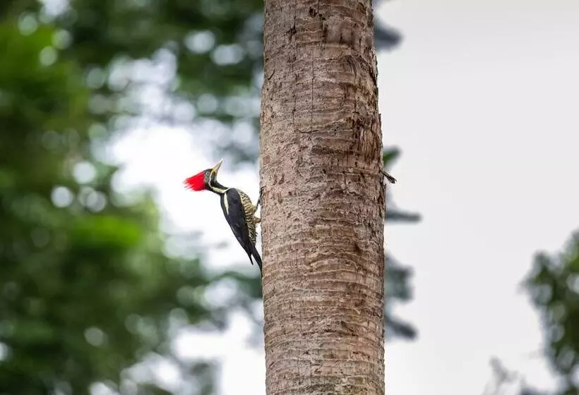 هتل Villa Mercedes Palenque