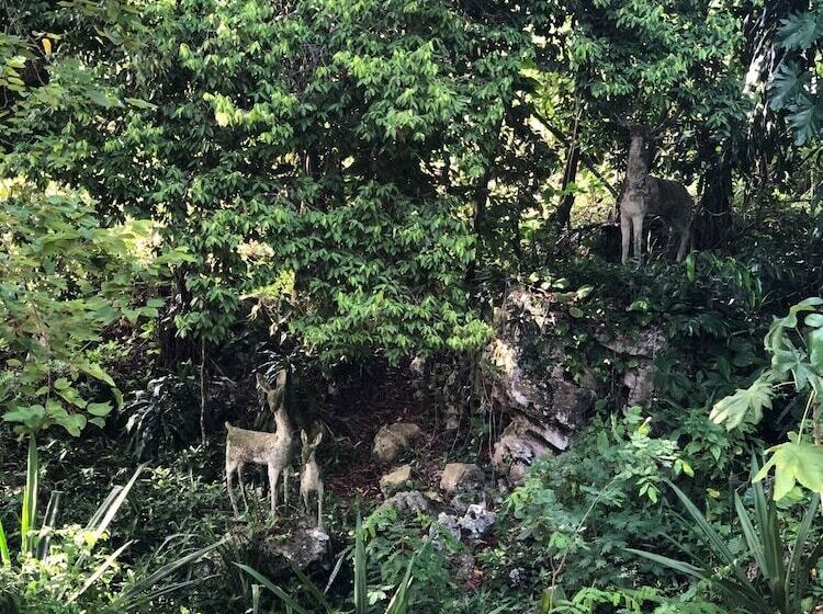 هتل Pulse Suites At Villa Ronai