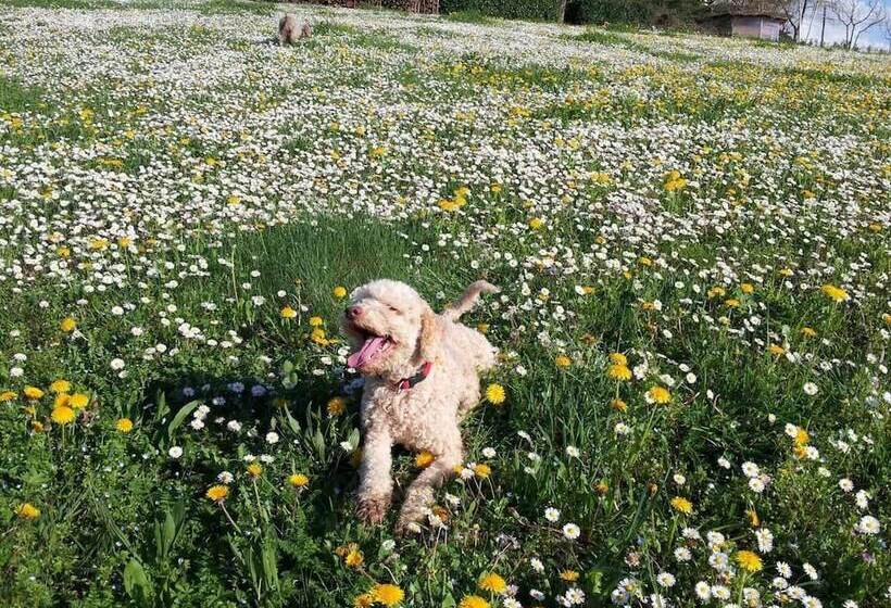 דירת נופש Tuscan Hills Near Florence   Stone Farm House