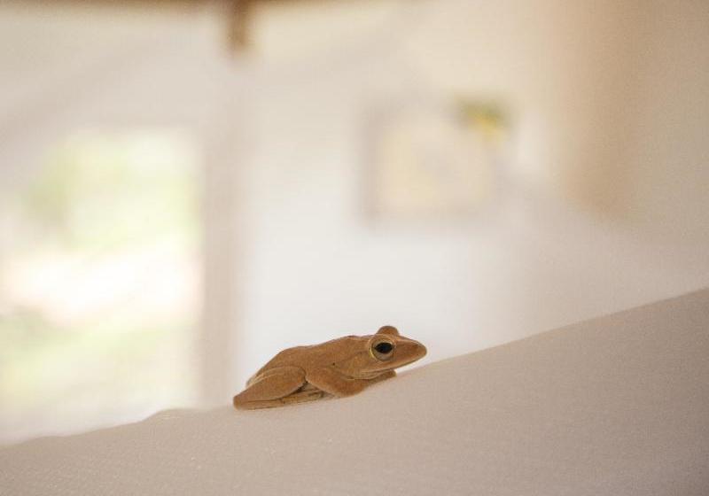 فندق Champa Lodge