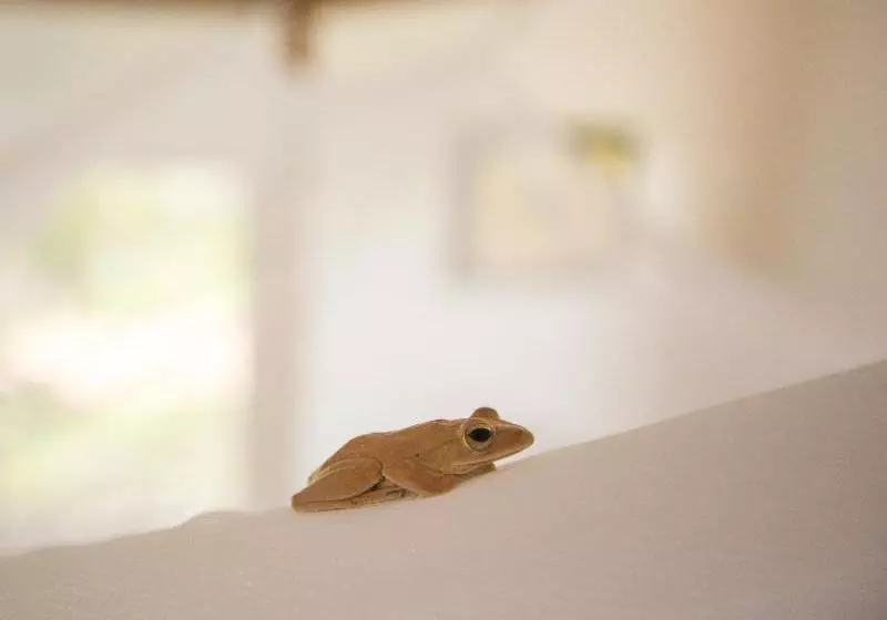 هتل Champa Lodge