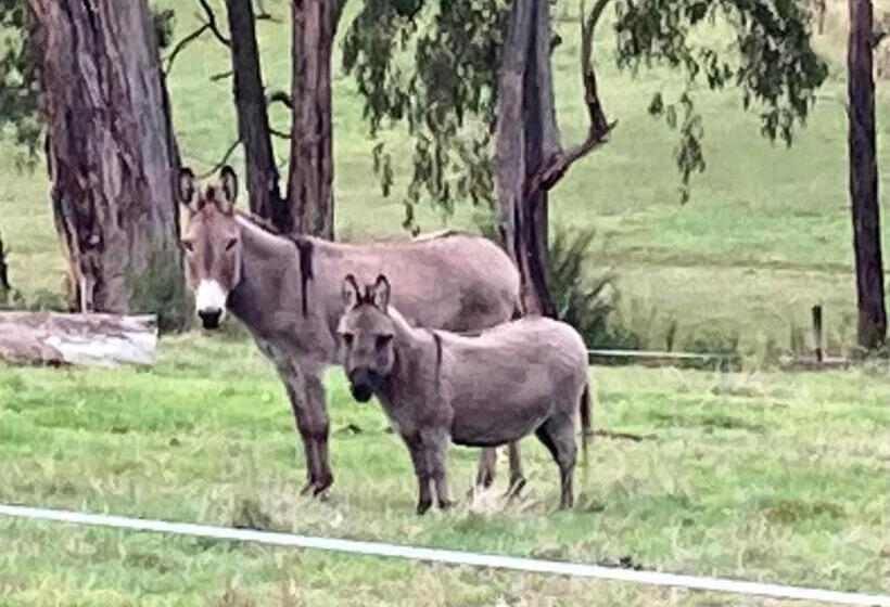 ホテル Avoca Park Equestrian Farmstay