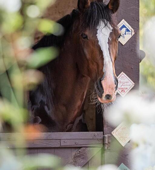 ホテル Avoca Park Equestrian Farmstay