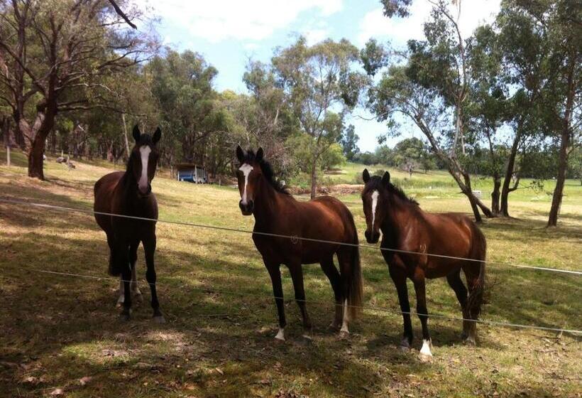 ホテル Avoca Park Equestrian Farmstay