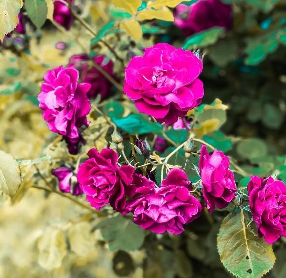 ホテル кайзервальд карпати