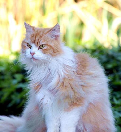 乡村酒店  Petit Hotel Es Figueral