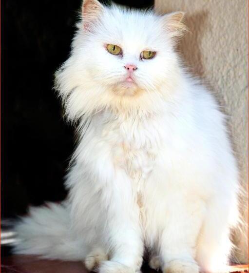 乡村酒店  Petit Hotel Es Figueral