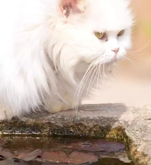 Сельский отель Petit Hotel Es Figueral