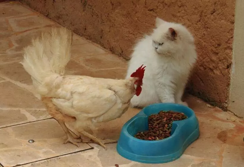 Сельский отель Petit Hotel Es Figueral