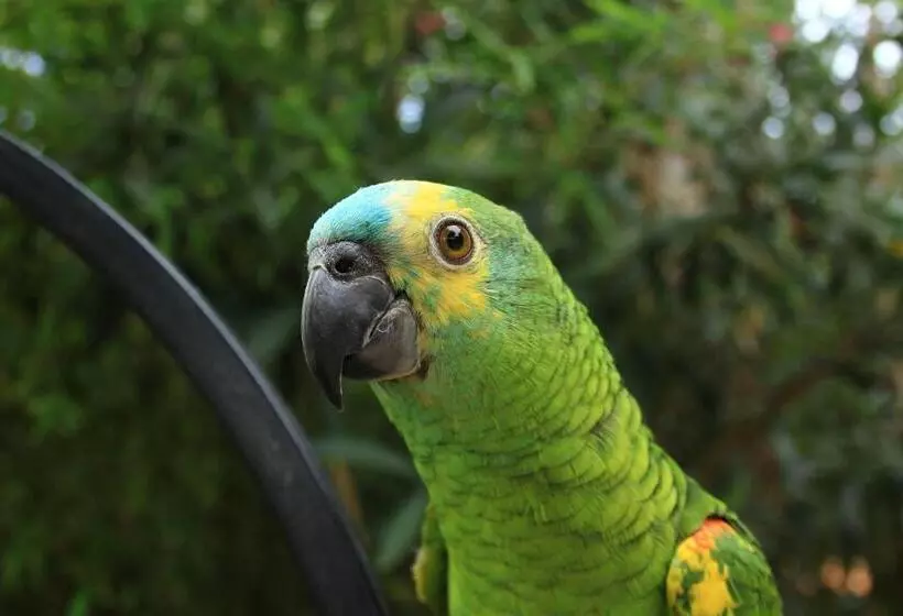 Сельский отель Petit Hotel Es Figueral