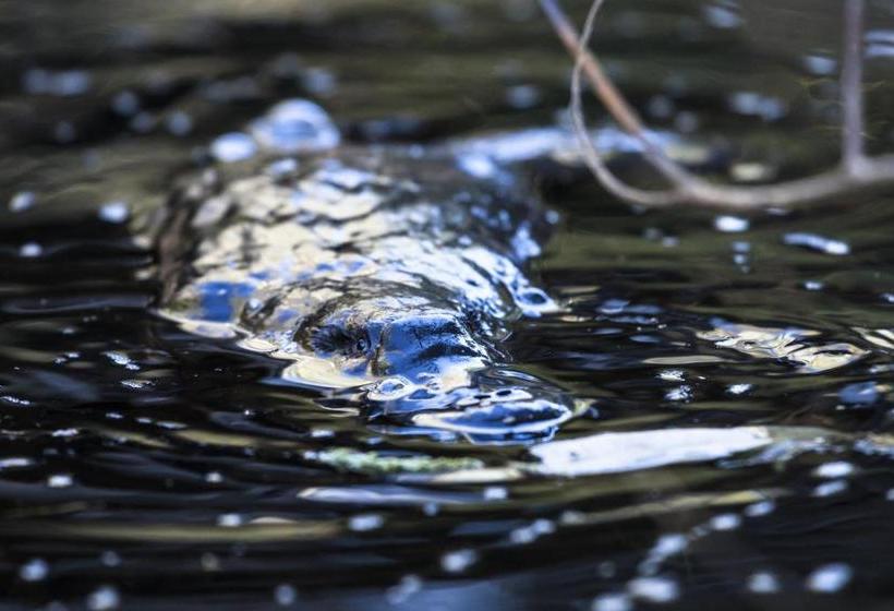 酒店 Cradle Gateway Chalets