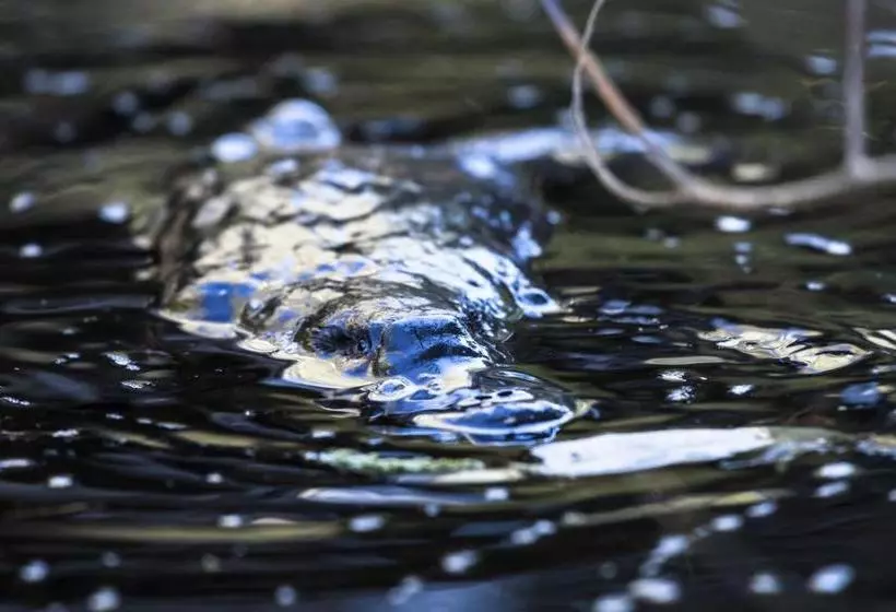 Hotelli Cradle Gateway Chalets