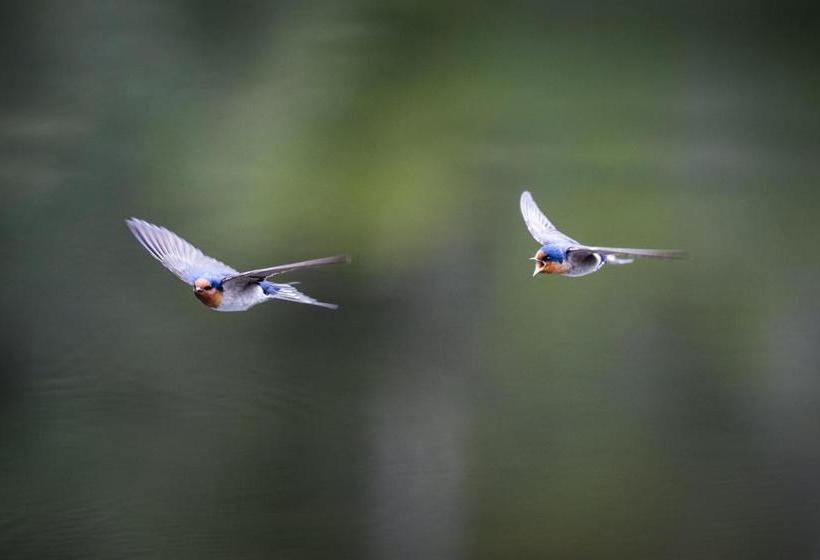 酒店 Cradle Gateway Chalets