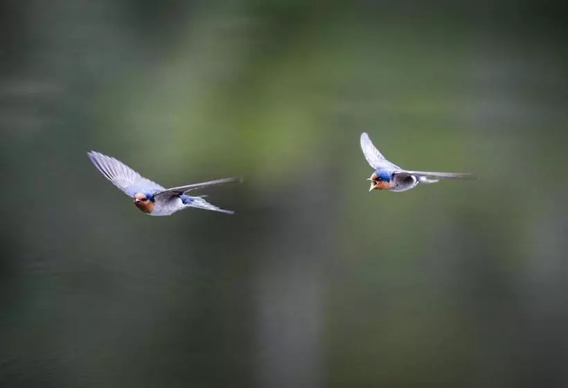 Hotelli Cradle Gateway Chalets