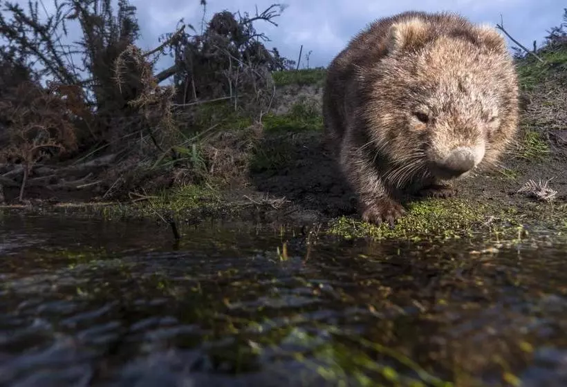 Hotelli Cradle Gateway Chalets