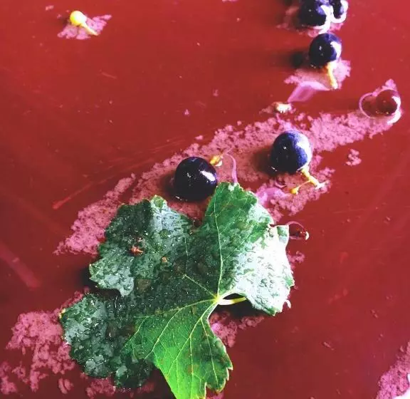 ホテル Gillham Vineyard