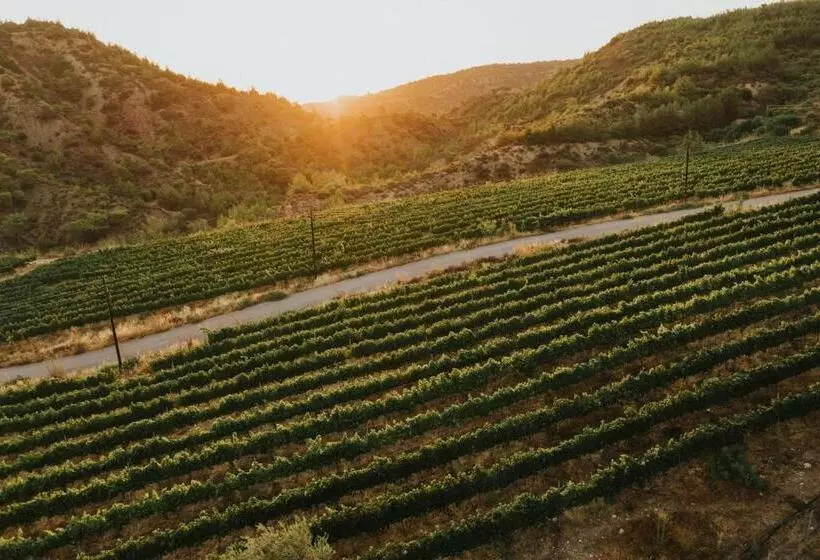 ホテル Gillham Vineyard