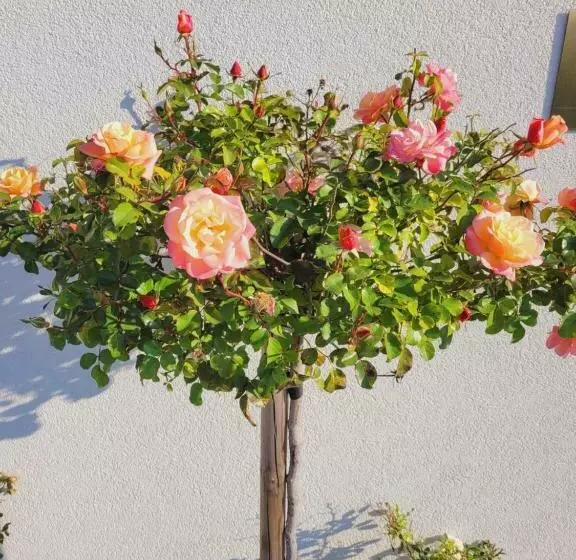 Majatalo Apartmány Pod Pálavou