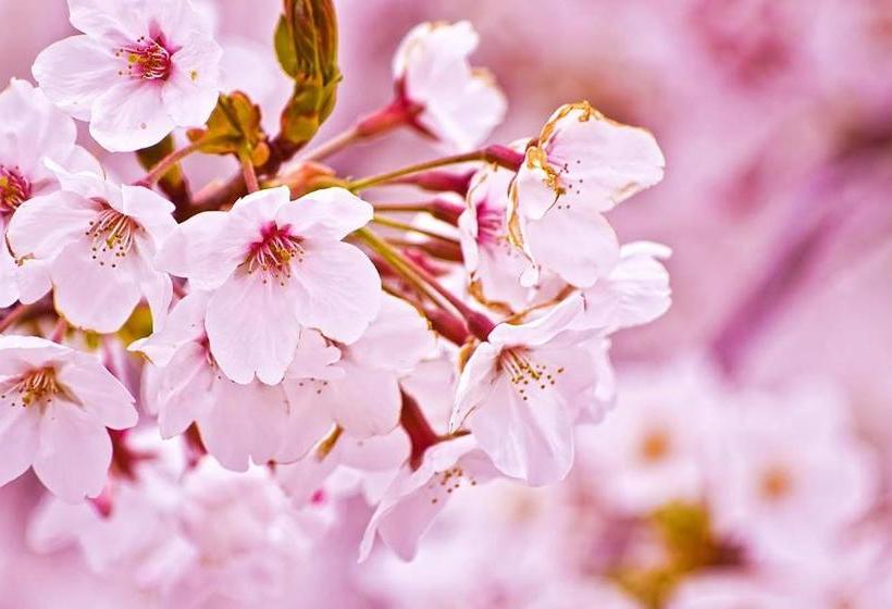 Myth Resort  ホテル マイス リゾート  Adult Only