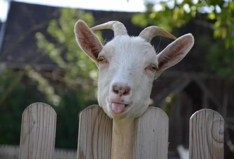 Hotelli Gasthof Pension Walther