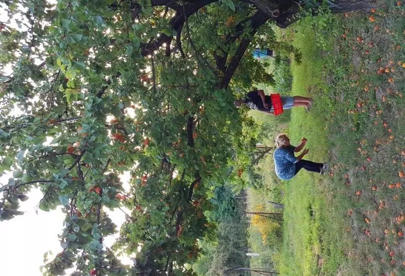 ペンション Kúti Vendégház