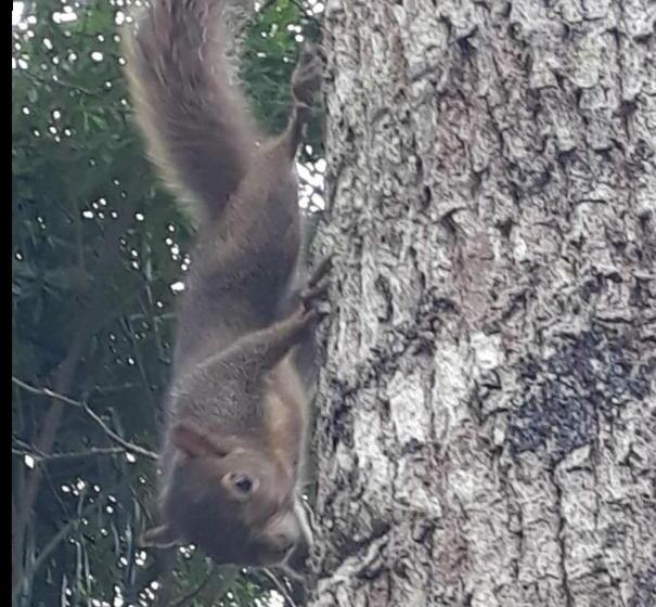 بنسيون Cabanas Pousada Esmeraldas