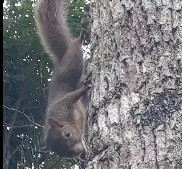 ペンション Cabanas Pousada Esmeraldas