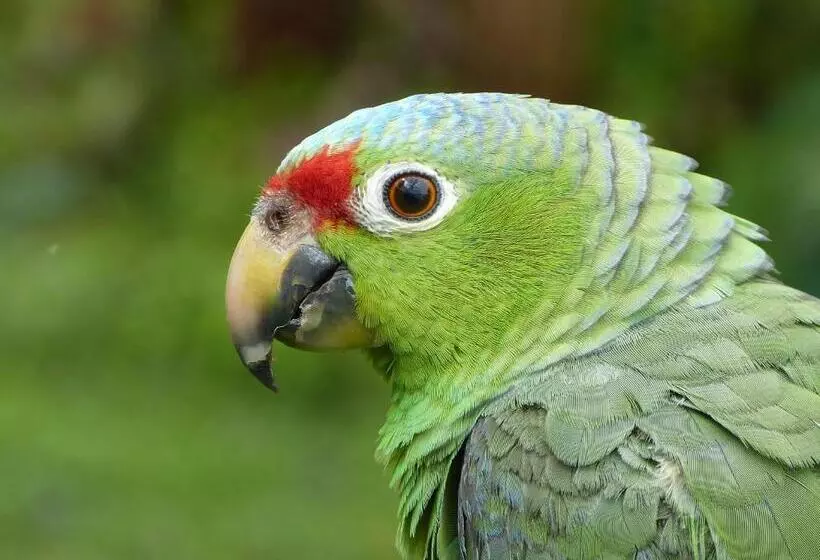 Hotel Celeste Mountain Lodge