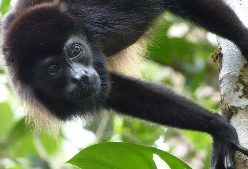 Hotel Celeste Mountain Lodge