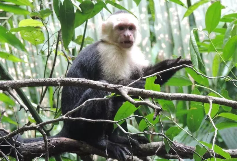 Hotel Celeste Mountain Lodge