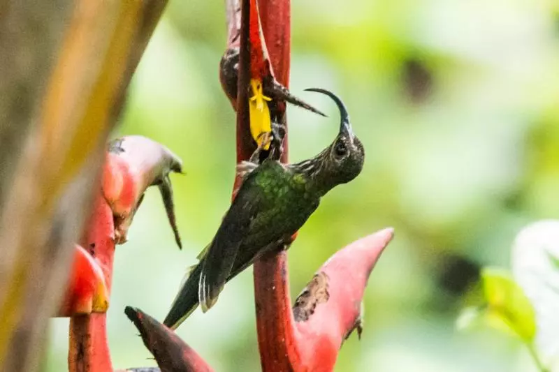 Hotel Celeste Mountain Lodge