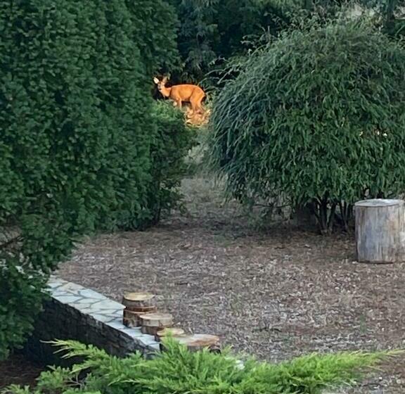 פנסיון Le Jardin Du Moustoulac