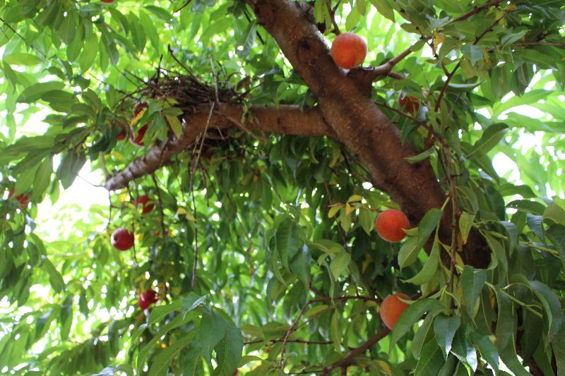 בית מלון כפרי Hilton Garden Inn Atlanta Downtown