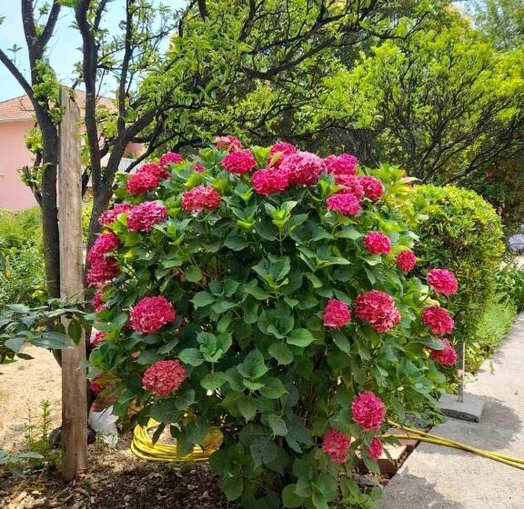 پانسیون Studios Annie